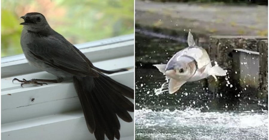 Hiện tượng chim sa cá nhảy nhiều ý nghĩa liên quan tới tâm linh