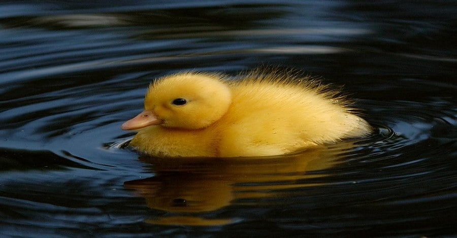Điềm báo này sẽ mang tới tình yêu cho anh em đang độc thân