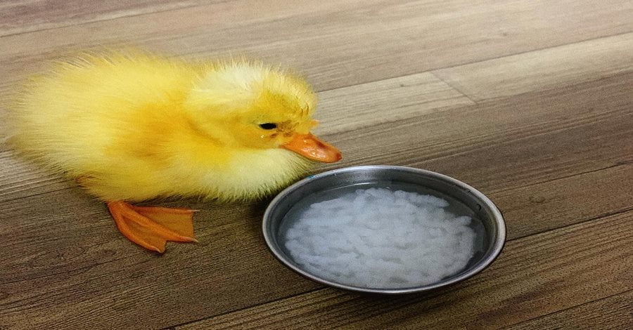 Con vịt là một loài gia cầm thân thiện với con người