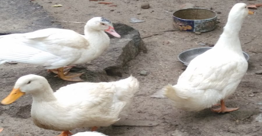 Mơ thấy con vịt được mặc quần áo thì số may mắn là 47 và 16