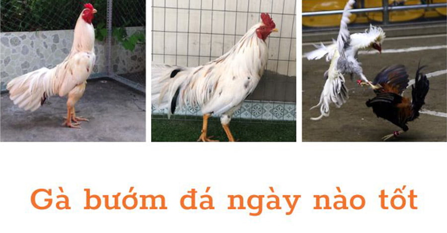 Theo nguyên tắc ngũ hành phong thuỷ Gà Bướm đá ngày nào tốt? Theo nguyên tắc ngũ hành phong thuỷ Gà Bướm đá ngày nào tốt?
