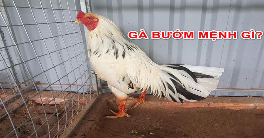 Vẻ đẹp độc đáo nằm trong phần bản mệnh của chiến kê Vẻ đẹp độc đáo nằm trong phần bản mệnh của chiến kê
